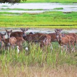 Yala National Park