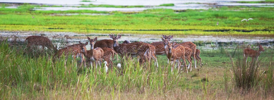 Yala National Park