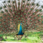 Yala National Park