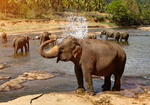 National Park Sri Lanka