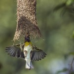 Kumana National Park