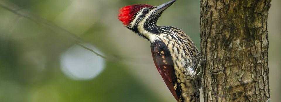 Kumana National Park